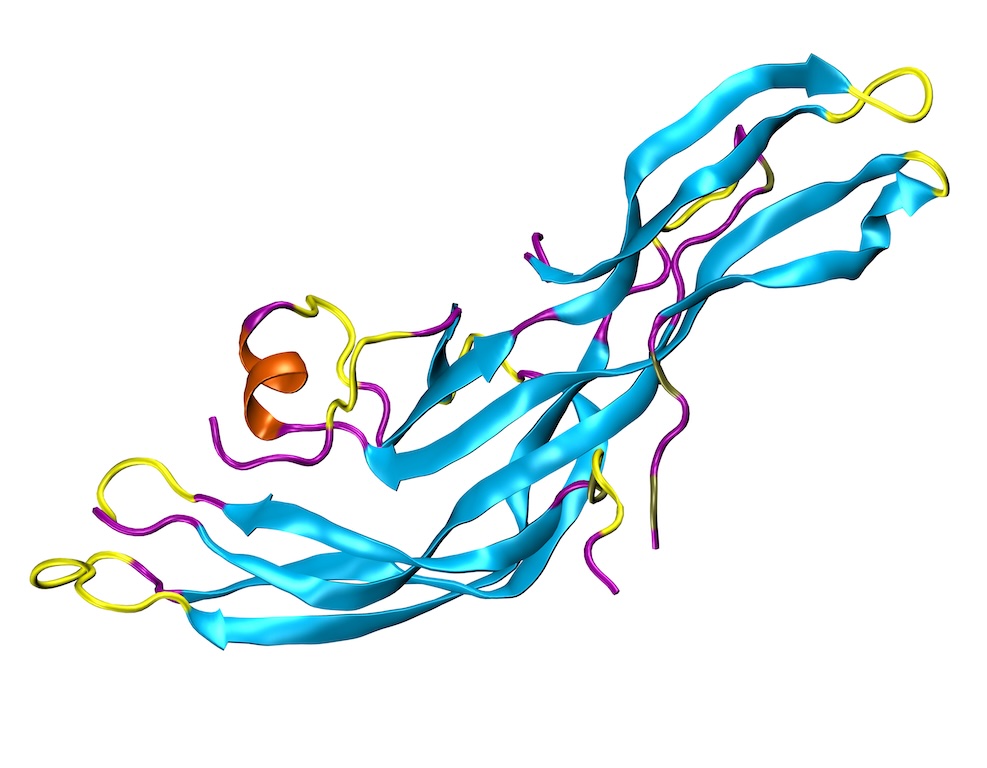 An illustration of a human chorionic gonadotropin molecule