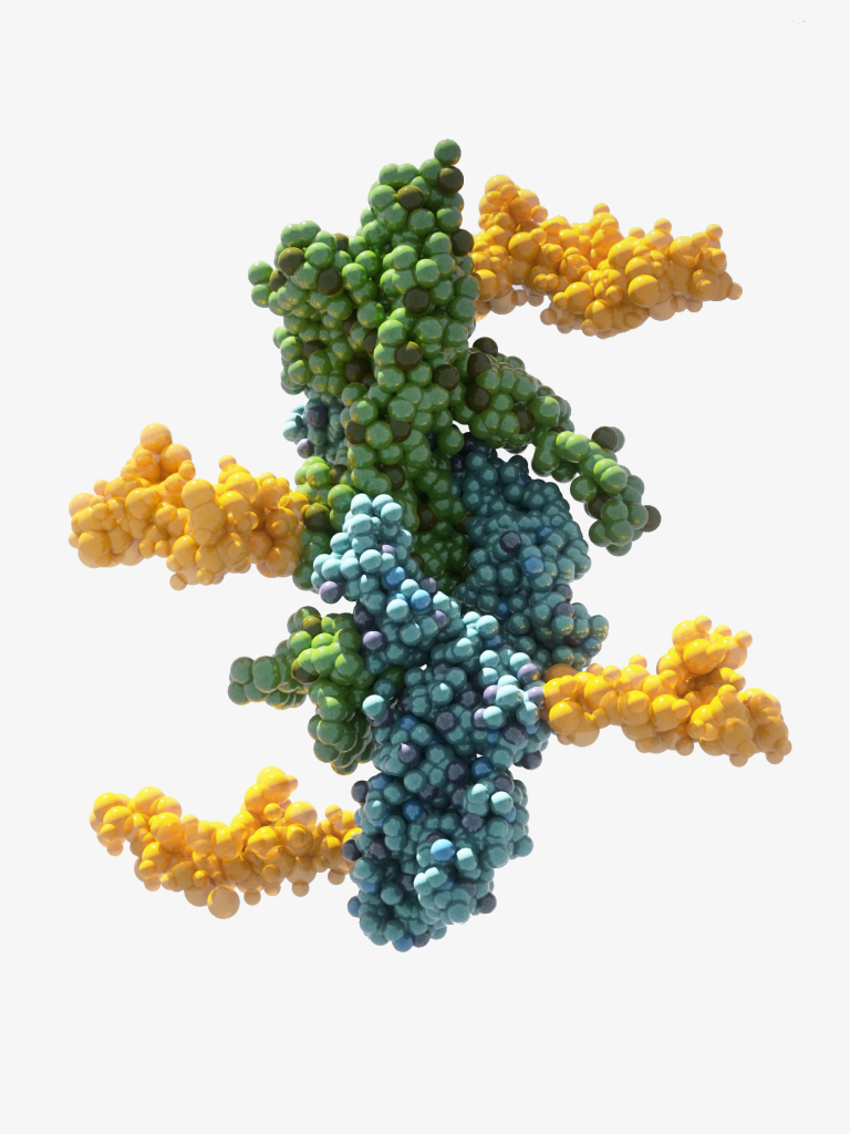 A 3d representation of follicle stimulating hormone